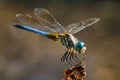 Blue Dasher XI