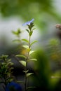 Blue daze flower blooming in the garden Royalty Free Stock Photo