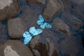 Blue dead butterflies on the surface of the water among the stones. Art photo