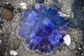 Blue dead jellyfish on the beach