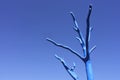 Blue dead tree isolated against clear blue sky