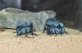 Blue Death Feigning Beetles Asbolus Verrucosus