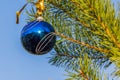 Blue decorative ball on the christmas tree blue sky background. Royalty Free Stock Photo