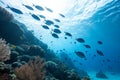 Blue deep sea underwater background Royalty Free Stock Photo