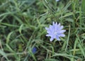 Blue delicate chicory flowers in grass background 2 Royalty Free Stock Photo