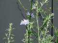 Blue delicate chicory flowers on gray blurry background Royalty Free Stock Photo