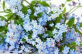 Blue delicate flowers of garden forget-me-not, natural background