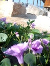 Blue delicate flowers on the sandy beach