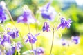 Blue delicate flowers in summer garden. Selective soft focus