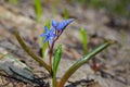 A blue delicate Scilla flower in early spring. Awakening of nature
