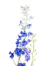 Blue delphinium Royalty Free Stock Photo