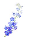 Blue delphinium Royalty Free Stock Photo