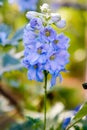 Blue delphinium flower