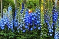 Blue delphinium flower background