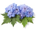 Blue delphinium flower