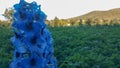 Blue delphinium flower ` Lady Guinevere, charming floral love landscape