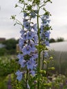 Blue delphinium flower