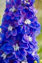 Blue Delphinium Flowers