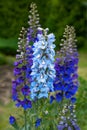 blue delphinium flowers blooming on blurred background. Candle Delphinium high garden blue flower. English Tall Larkspur Royalty Free Stock Photo