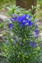 Blue Delphinium Flowers Blooming in Garden
