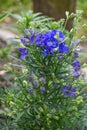 Blue Delphinium Flowers Blooming in Garden Royalty Free Stock Photo