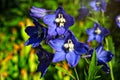 Blue Delphinium or Larkspur Flowers