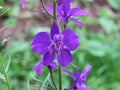 Blue Delphinium lat. Consolida ajacis flowers close up