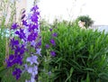 Blue Delphinium lat. Consolida ajacis flowers in the garden Royalty Free Stock Photo