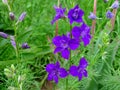 Blue Delphinium lat. Consolida ajacis flowers on green background