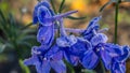 blue DelphÃÂ­nium flowers after the first frost Royalty Free Stock Photo