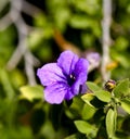 Blue Desert Ruellia flower in Tucson