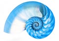 Blue detail of nautilus spiral shell Royalty Free Stock Photo