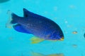 Blue Devil Damselfish in Aquarium Royalty Free Stock Photo