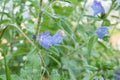 Vipers bugloss flower blooming outdoors echium vulgare Royalty Free Stock Photo