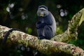 Blue diademed monkey, Cercopithecus mitis, sitting on tree in the nature forest habitat, Bwindi Impenetrable National Park, Uganda Royalty Free Stock Photo