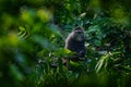 Blue diademed monkey, Cercopithecus mitis, sitting on tree in the nature forest habitat, Bwindi Impenetrable National Park, Uganda Royalty Free Stock Photo