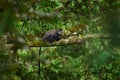 Blue diademed monkey, Cercopithecus mitis, sitting on tree in the nature forest habitat, Bwindi Impenetrable National Park, Uganda Royalty Free Stock Photo