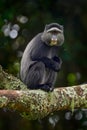 Blue diademed monkey, Cercopithecus mitis, sitting on tree in the nature forest habitat, Bwindi Impenetrable National Park, Uganda Royalty Free Stock Photo