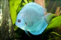 Blue Diamond Discus in Aquarium Royalty Free Stock Photo