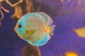 Blue Diamond Discus of different colors in the aquarium Royalty Free Stock Photo
