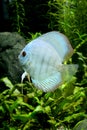 Blue Diamond Discus Fish Royalty Free Stock Photo
