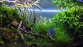 blue diamond discuss in my aquascape