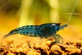 Blue Diamond shrimp - Neocaridina davidi