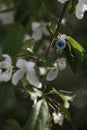 Blue diamond wedding engagement ring on flower tree bloom