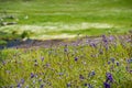 Blue Dichelostemma capitatum wildflowers blooming on a meadow, North Table Mountain, Oroville, California