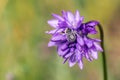 Blue wildflower Dichelostemma capitatum Royalty Free Stock Photo