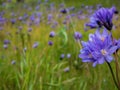 Blue Dick Wildflower field shot