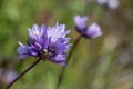 Blue Dicks Coveria or Dichelostemma capitatum of Ensenada, baja california Royalty Free Stock Photo