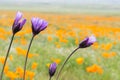 Blue dicks Dichelostemma capitatum; a California poppies field in the background, California