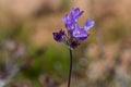 Blue dicks (Dichelostemma capitatum).